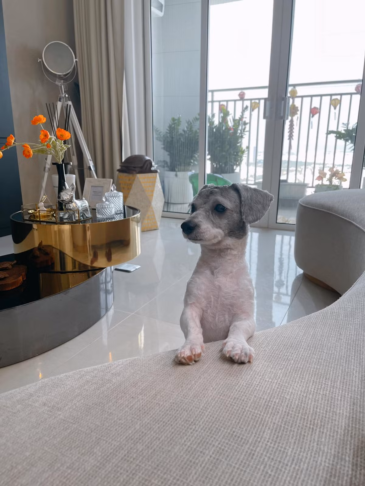 Nuôi chó mèo trong chung cư luôn là vấn đề nan giải đối với những ai yêu thú cưng và muốn nuôi chúng tại các căn hộ. Tuy vậy, để được nuôi một cách hợp lý, không làm phiền đến người khác thì người chủ cần lưu ý nhiều vấn đề.