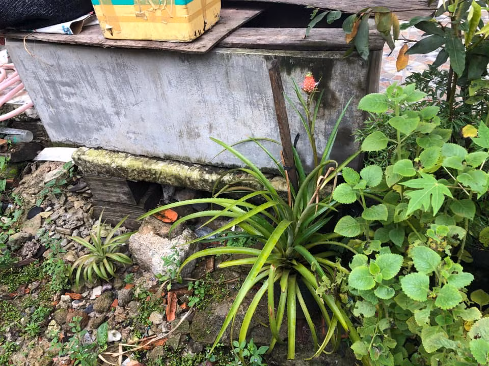 Được biết đây là giống dứa cảnh, loại dứa này trồng khoảng 4- 6 tháng sẽ bắt đầu ra hoa, đậu quả.
