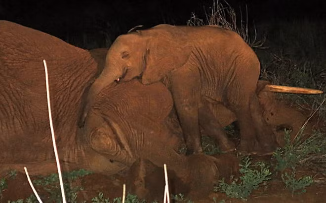 Một con voi con 5 tháng tuổi ở Samburu, Kenya đứng cạnh xác của mẹ.