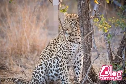 Sau đó, báo đi qua và nhảy cắn thức ăn nhưng vì bị mắc kẹt lại trên cây nên trăn không thể tự vệ và phải chịu thất bại.