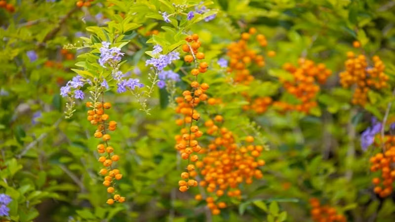  Chuỗi ngọc vàng có tên tiếng Anh là Skyflower hay Golden Dewdrop, tên khoa học là Duranta erecta L. Nó còn có nhiều tên gọi như hoa găng, hoa thanh quan, rìa xanh, chuỗi ngọc, chuỗi vàng, kim lộc hoa...