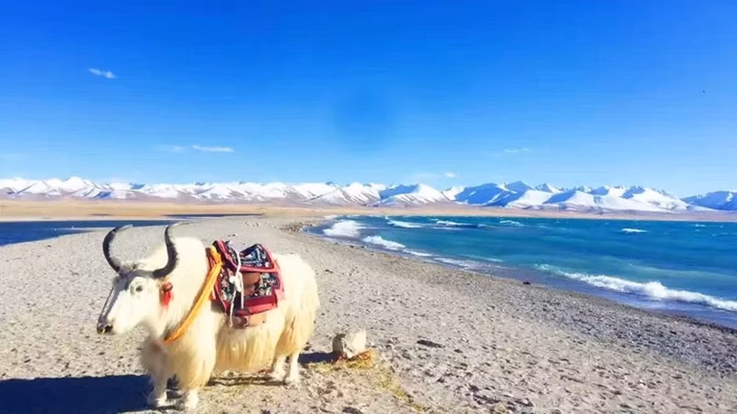 Một trong những lý do khiến cây xanh không thể sống sót ở Nagqu là do không khí quá loãng. Cao nguyên Tây Tạng cao trung bình trên 4.200 m so với mực nước biển. Hàm lượng oxy ở đây chỉ khoảng 20%, trong khi đó Nagqu nằm trọn vẹn trong cao nguyên nên hàm lượng oxy càng thấp.