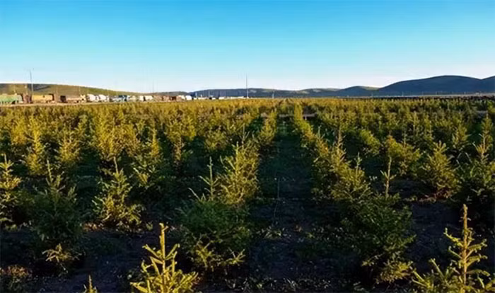 Các nhà khoa học đã trồng thử nghiệm cây xanh trên 2 mẫu đất với các loại cây có thể chịu được lạnh và gió như cây sơn liễu, cây bách, cây sa mu, vân sam. Ảnh: Baidu.