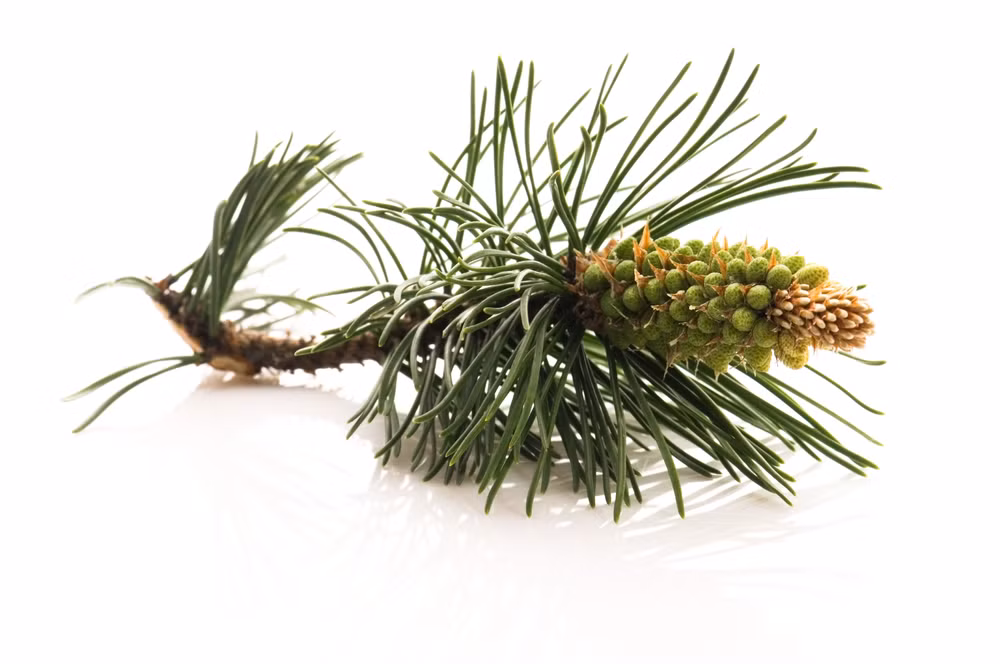 Thông Hàn Quốc (Pinus koraiensis).