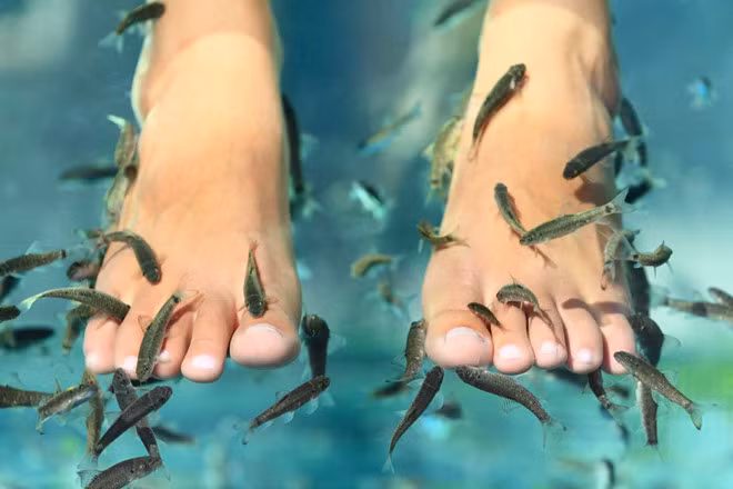 "Cá bác sĩ" được sử dụng trong nhiều thế kỷ để chữa lành vết thương và điều trị các bệnh về da như vảy nến, eczema... Ảnh: Dailymail.