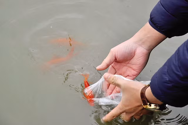 Thả cá chép phải thả từ từ, nhẹ nhàng, để tránh những va chạm mạnh có thể làm cá chết. Ảnh minh họa.