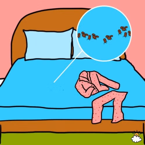  3. Mạt bụi Đây là loại sinh vật rất nhỏ, thường ẩn náu trong mỗi gia đình. Thật khó để loại bỏ chúng một cách hoàn toàn, nhưng bạn nên tìm cách xua đuổi mạt bụi ra khỏi phạm vi giường và khu vực ngủ. Mạt bụi thích ăn da chết, chúng thường bị thu hút bởi những bộ đồ ngủ và giường chiếu. Chúng tồn tại nhiều hơn ở đồ ngủ, vì vậy, nó có thể là nguyên nhân gây ra các vấn đề về đường hô hấp, đặc biệt là khi bạn ngủ. 
