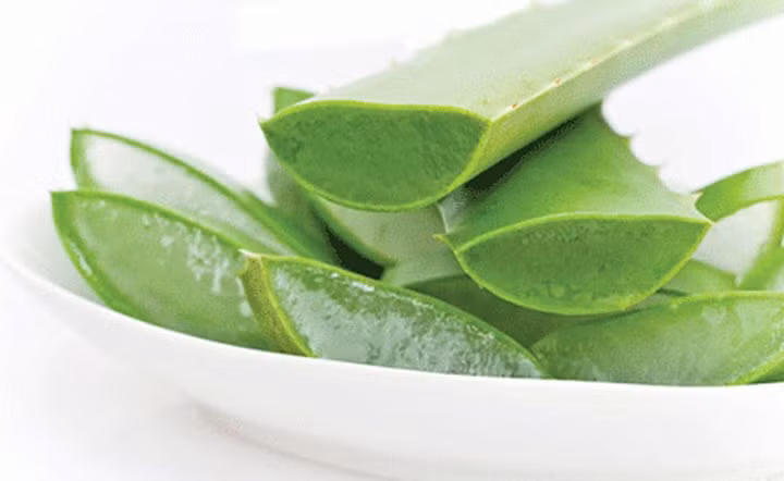 Dạ dày khó chịu: Một trong những tác dụng phụ của việc uống nước ép lô hội là cảm giác khó chịu ở dạ dày. Mủ của lô hội có thể gây ra chuột rút, đầy bụng và đau bụng. Tránh uống nước ép lô hội, đặc biệt là nếu bạn đang gặp các vấn đề về dạ dày.