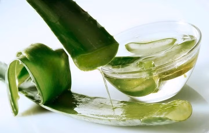 Giảm lượng đường trong máu: Lô hội có liên quan đến lượng đường trong máu thấp hơn và do đó bệnh nhân tiểu đường nên thận trọng hơn trong khi dùng lô hội.