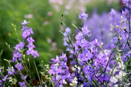 Yêu thích hoa violet là người sống đơn giản, trung thành và đáng tin cậy. Họ coi trọng sự riêng tư nên không thích chia sẻ với nhiều người.