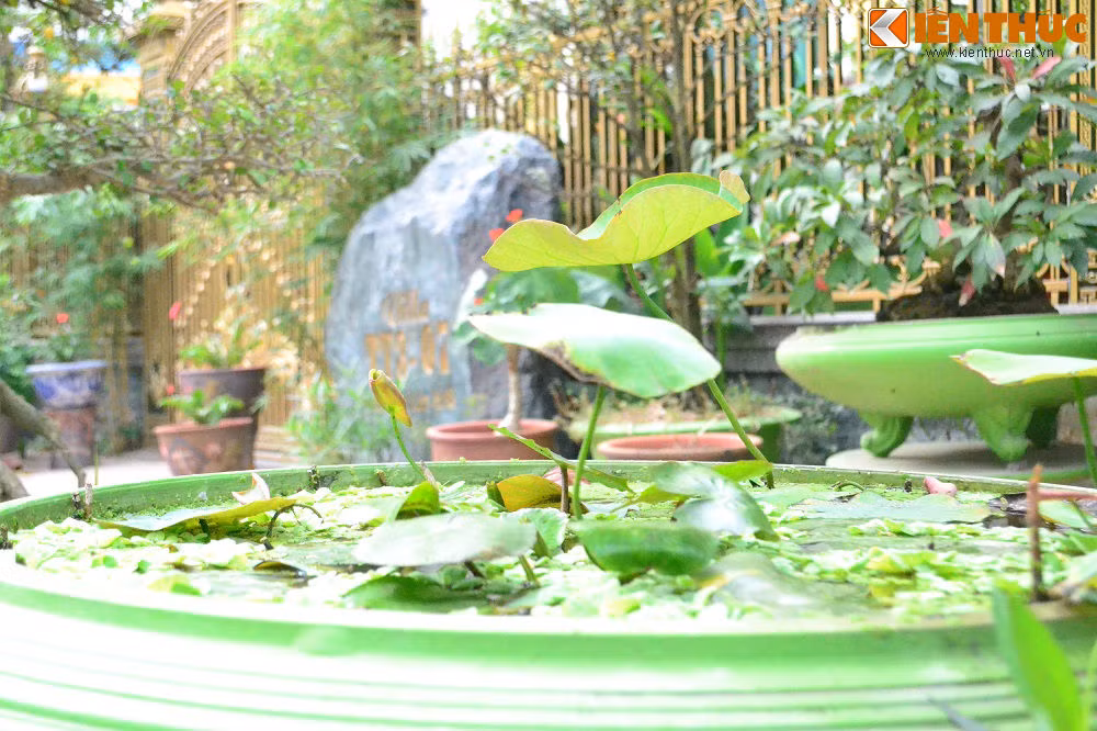 Một chậu sen cảnh bắt mắt trước căn biệt thự.