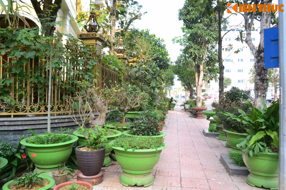 Đặc biệt, điểm nhấn chính là bên ngoài căn biệt thự với rất nhiều cây leo trên hàng rào...