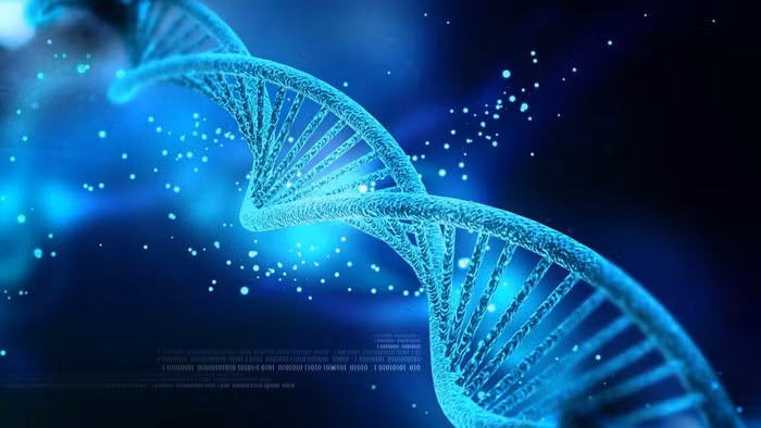 Dữ liệu từ công trình nghiên cứu cũng góp phần củng cố giả thuyết khoa học về việc con người từ châu Phi đến định cư tại các nước Đông Nam Á, sau đó mới di cư sâu vào lục địa theo hướng từ phía Nam lên phía Bắc.