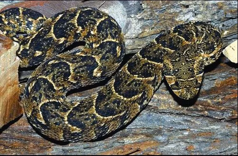 Rắn Bitis arietans là một loại rắn lớn, có răng nanh và nọc độc có độc tính cao, được phát hiện chủ yếu ở các vùng thảo nguyên, đồng cỏ, kéo dài từ vùng Maroc tới Arab và toàn bộ châu Phi, trừ vùng sa mạc Sahara và vùng rừng nhiệt đới. Ở Châu Phi, ước tính số lượng người chết nhiều nhất là do bị loài này tấn công.