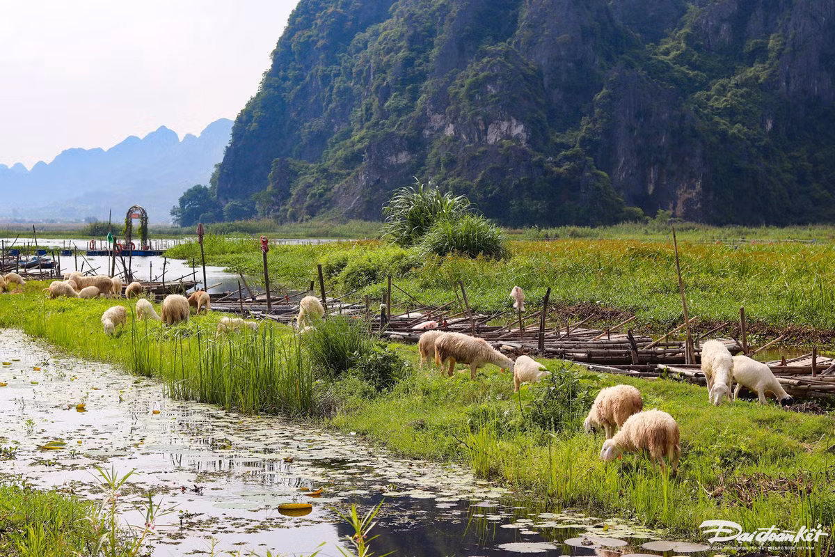 Bên cạnh đầm Vân Long là cánh đồng cừu Gia Hưng. Tại đây, du khách có thể thoải mái check-in cùng loài động vật có bộ lông rất đặc biệt này. Ảnh: Đình Minh