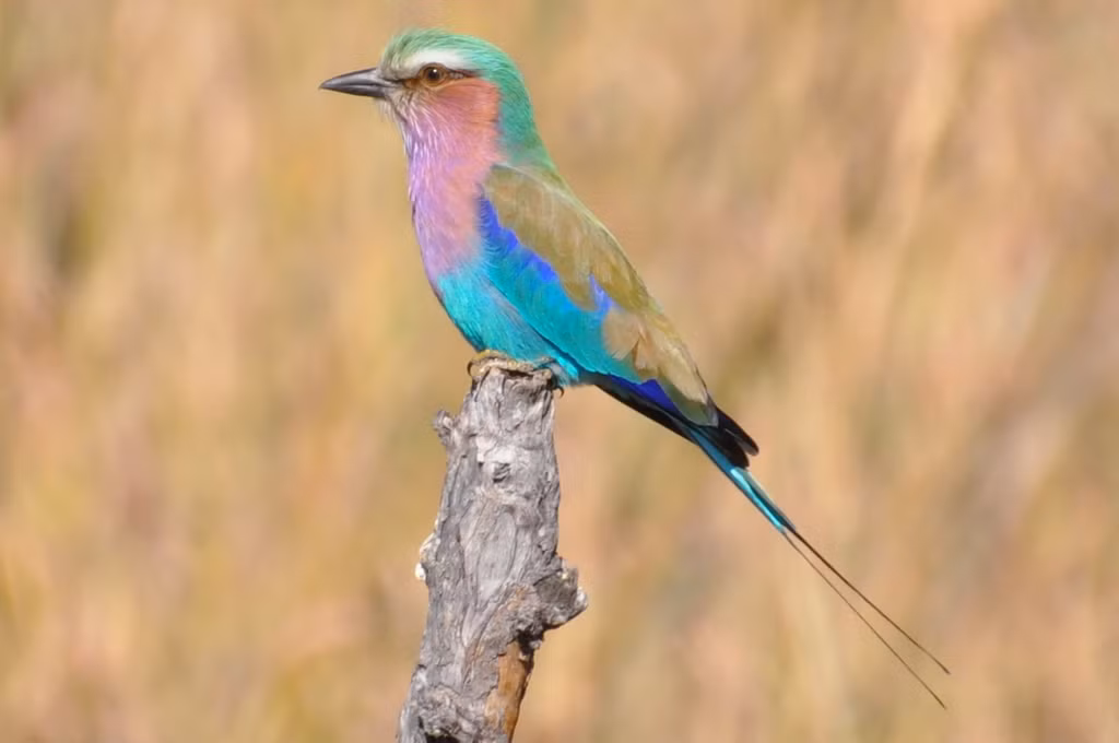  1. Coracias caudatus Chim sả ngực hoa cà (Coracias caudatus) còn được gọi là chim sả ngực đỏ hoặc chim sả cánh đen, là một loài chim thuộc họ Sả rừng (Coraciidae). Loài chim này phân bố rộng rãi ở châu Phi, châu Á và Địa Trung Hải.