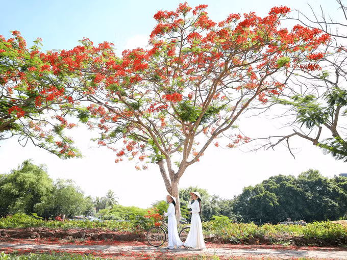 Phượng vĩ còn có tên là xoan tây hay điệp tây được người Pháp đem sang Việt Nam từ thế kỉ 19 và có tên tiếng Pháp là Flamboyant.