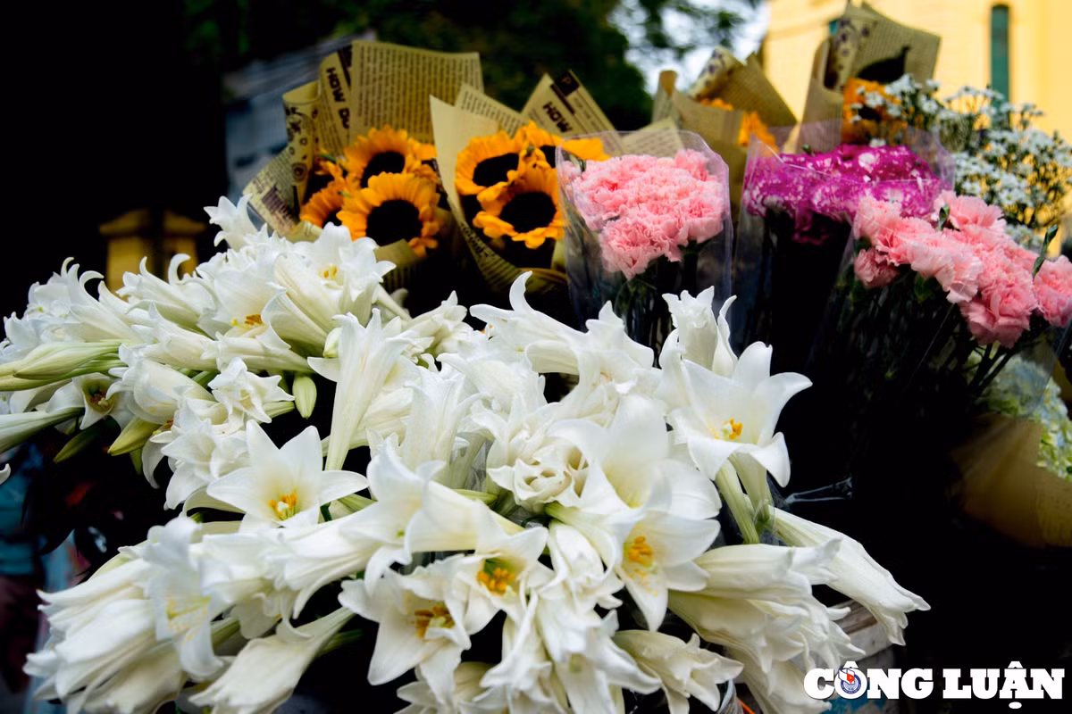 Hoa loa kèn giản dị mà thanh tao, từ lâu đã đi vào thi ca, nhạc, hoạ, trở thành biểu tượng cho những ngày đầu Hè của Hà Nội.