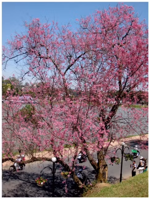 Mua hoa anh dao Da Lat-Hinh-3