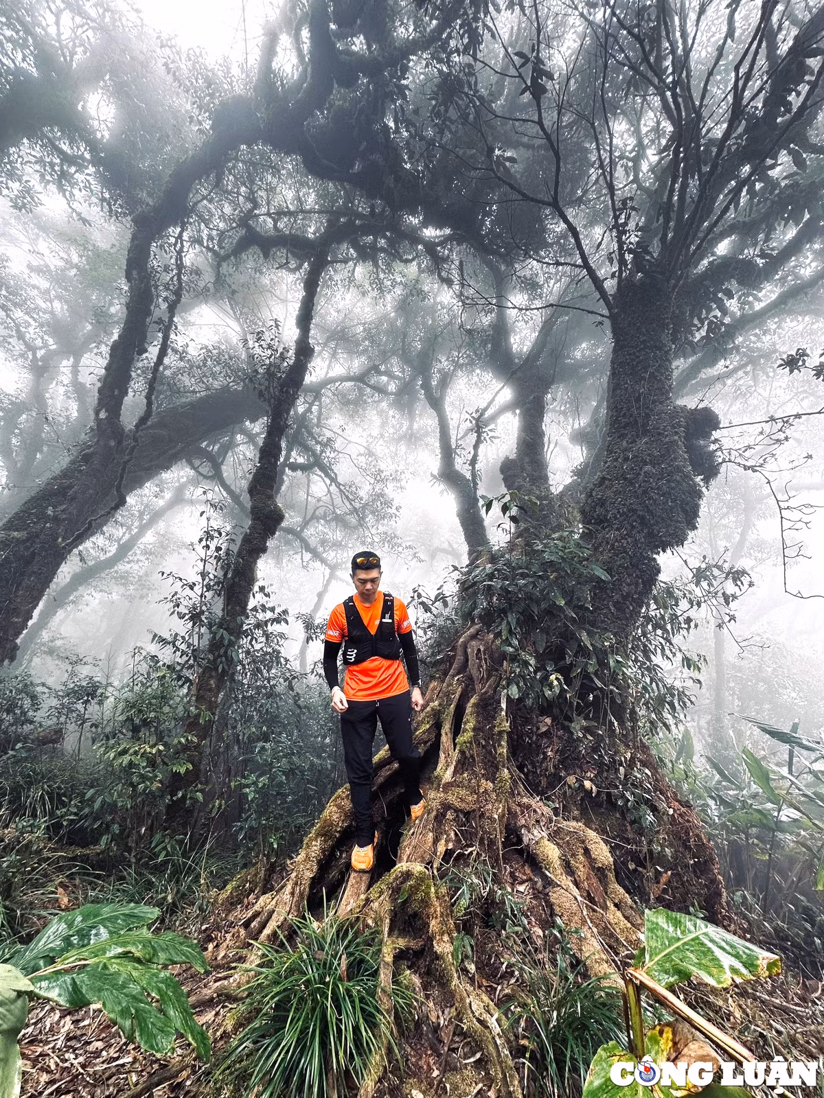 Tùy theo từng mùa, vẻ đẹp của cung trekking này cũng có sự biến đổi diệu kỳ. Nếu du khách đến Sa Mu – U Bò vào tháng ba, tháng tư sẽ may mắn được chiêm ngưỡng loài hoa đỗ quyên bung nở rực rỡ giữa sắc xanh núi rừng, cùng biển mây trắng bồng bềnh như lạc vào chốn thần tiên.