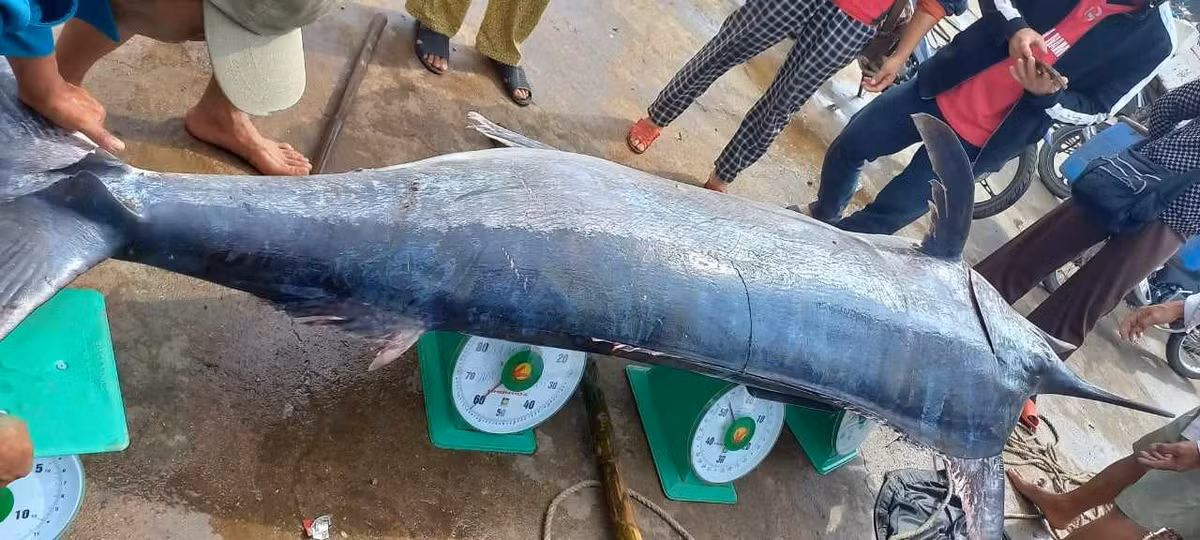 Ngư dân Quảng Trị săn được cá cờ khủng nặng 200kg Ngu dan Quang Tri san duoc ca co khung nang 200kg