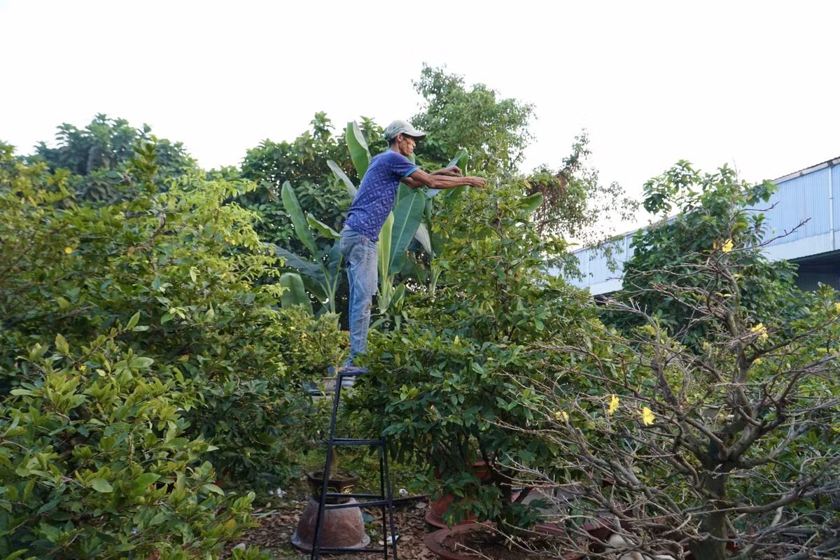Thời điểm này, nhà vườn Sáu Hải với 3 đời trồng mai vàng (phường Trường Thọ, TP Thủ Đức, TP.HCM) đang tất bật ngày đêm lặt lá mai để cây kịp đơm bông, khoe sắc chào xuân 2024.