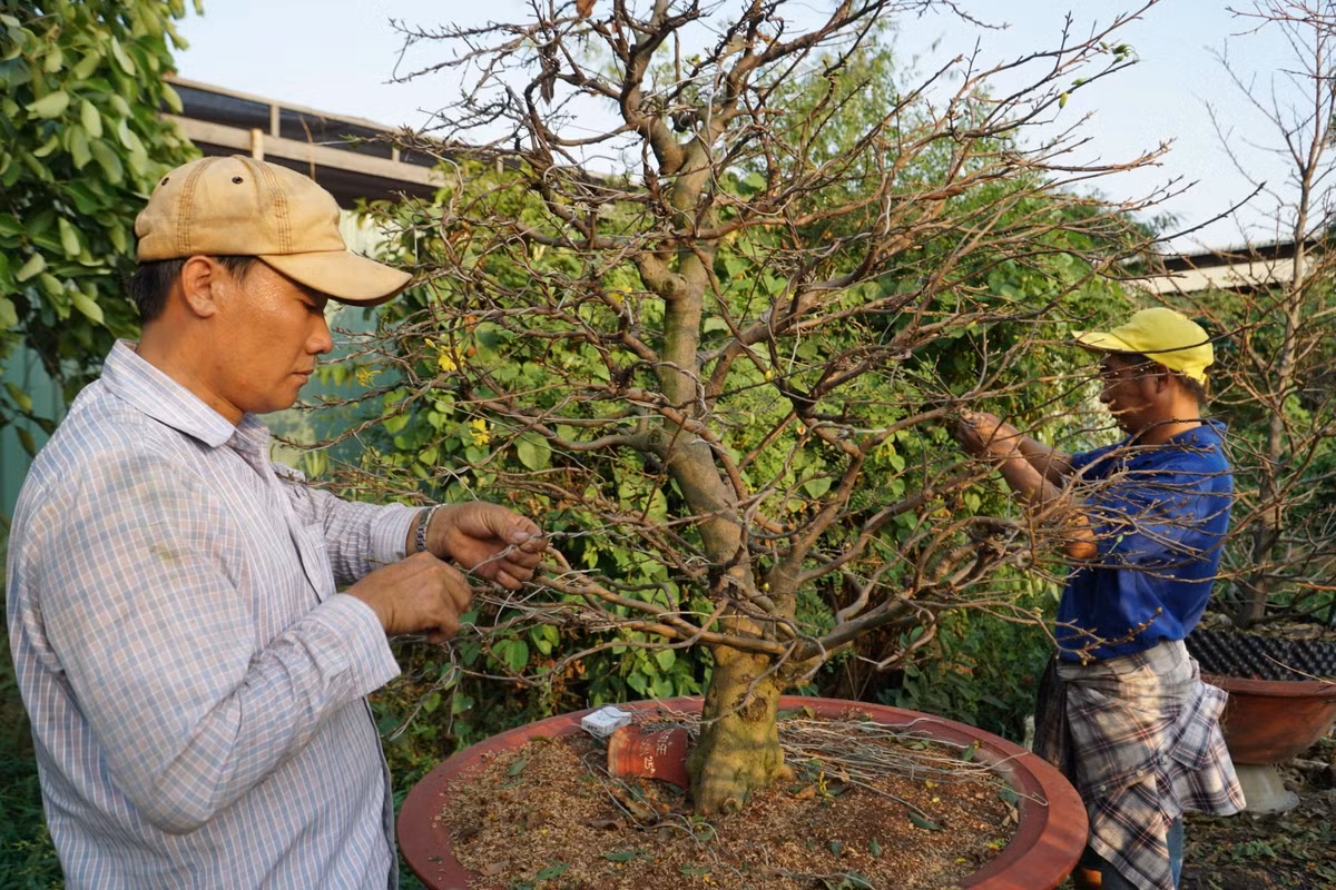 Mỗi năm vào mùa, nhà vườn sẽ thuê khoảng 50 nhân công để thực hiện công việc này. Tuy nhiên năm nay thị trường ảm đạm, sức mua giảm, nhà vườn đành huy động người nhà cùng lặt lá mai, không thuê thêm người để giảm bớt chi phí.
