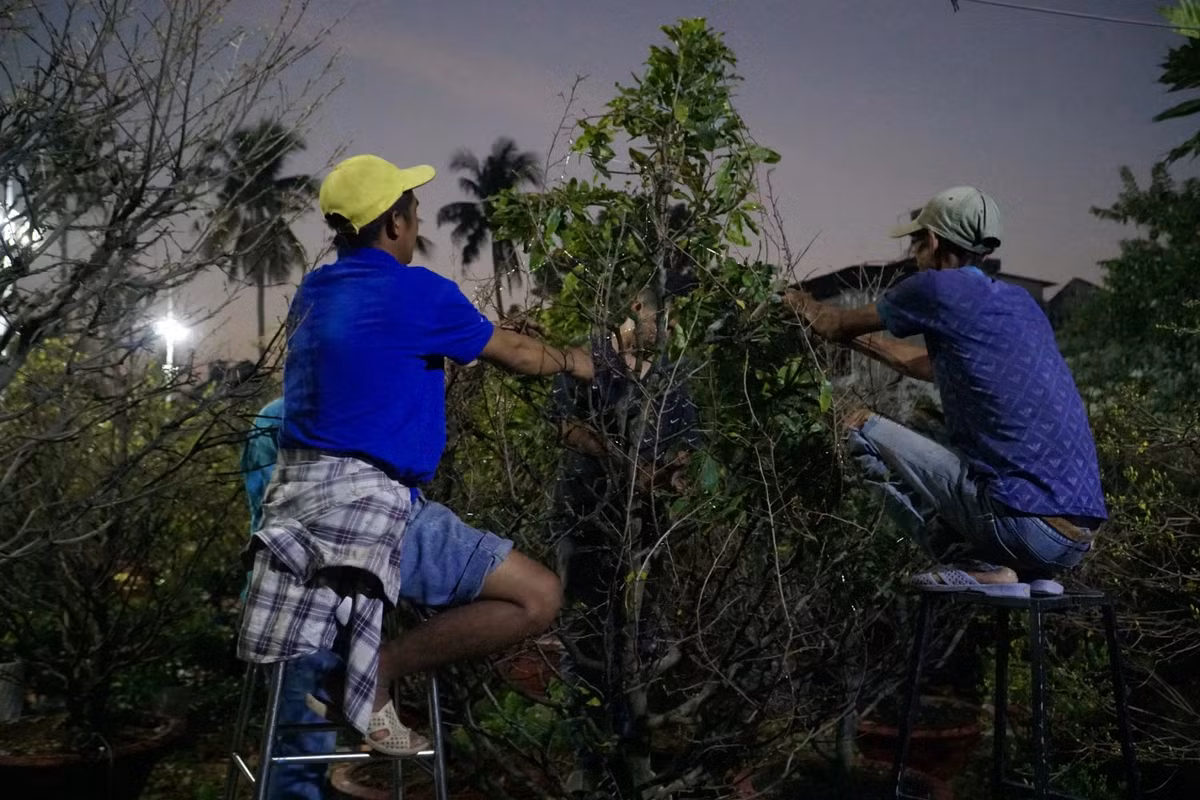 Ông Huỳnh Văn Hải, chủ vườn mai Sáu Hải, tâm sự chỉ còn 15 ngày nữa sẽ đến Tết Nguyên đán tuy nhiên đến thời điểm hiện tại thị trường ế ẩm, số cây bán ra “nhỏ giọt”, người ghé đến thuê cây cũng không sôi động như mọi năm.