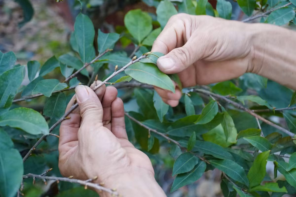Công việc lặt lá mai tưởng chừng đơn giản nhưng đòi hỏi người lặt phải tập trung, khéo léo và quan trọng phải đúng kỹ thuật để tránh ảnh hưởng đến nụ hoa.