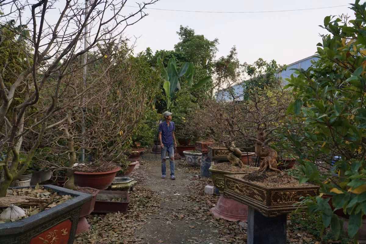 Ông Hải cũng chia sẻ hiện nay một số nhà vườn áp dụng cách phun thuốc để lá mai tự rụng, không cần lặt tuy nhiên cách làm này sẽ ảnh hưởng đến sự sinh trưởng và giảm tuổi thọ cho cây mai.