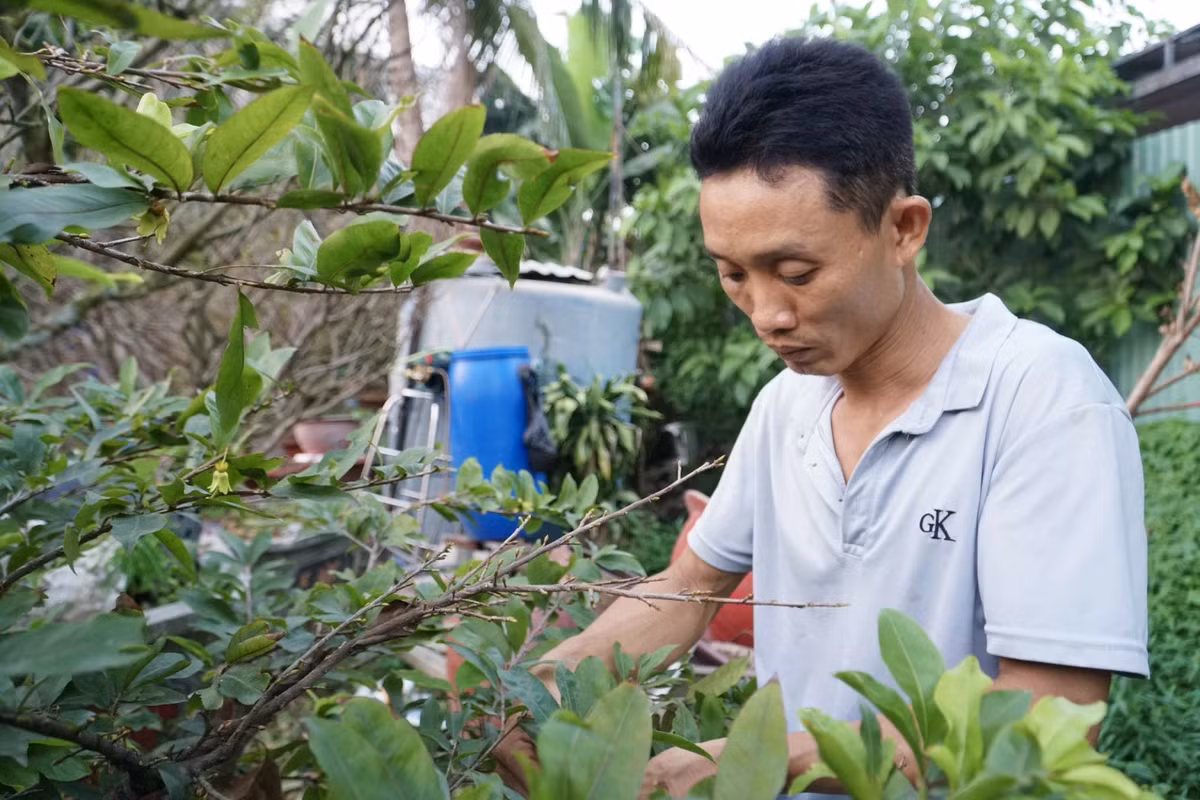 Chủ vườn thông tin năm trước thuê nhân công vườn sẽ chi trả khoảng 300.000 đồng/người/ngày, mọi người cũng có thêm khoản thu nhập để mua sắm Tết. Riêng năm nay số cây bán ra không mấy khấm khá nên quyết định không thuê người ngoài để tiết kiệm chi phí.