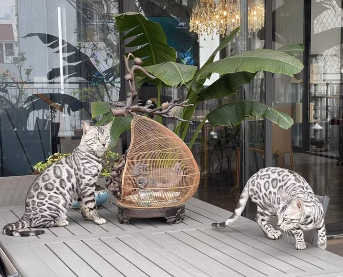 Chính vì sự quý hiếm này nên giá một con mèo Bengal thường khá cao, từ 7-25 triệu đồng/con, tùy độ thuần chủng và chất lượng gene.