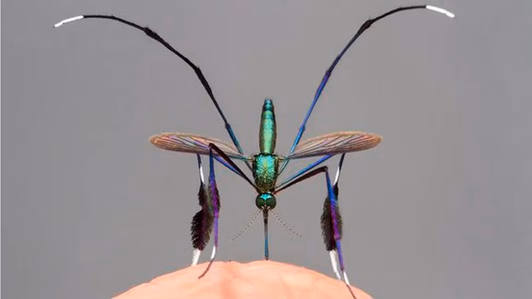 Sabethes cyaneus tuy đẹp nhưng chúng cũng giống như hầu hết các loài muỗi khác, khả năng hút máu của loài muỗi này không thua gì loài muỗi vằn Aedes hung dữ.