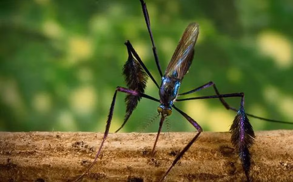 Thế giới tự nhiên có một loài muỗi, tên khoa học là Sabethes cyaneus, sống trong các khu rừng nhiệt đới ở Nam và Trung Mỹ. Sabethes cyaneus được mệnh danh là loài muỗi đẹp nhất thế giới.