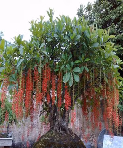 Có những người có thành tựu quá lớn trong sự nghiệp thì lại đánh đổi bằng gia đình sức khỏe... Triết lý sống của người xưa là cân bằng, giàu có nhưng yên ấm hạnh phúc và còn sức khỏe để thưởng thức cuộc sống.