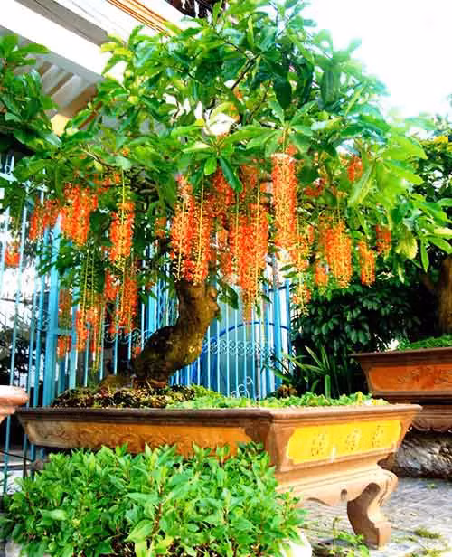 Cây lộc vừng là loại cây có những tràng hoa dài đẹp mắt. Lộc vừng biểu trưng cho tài lộc dồi dào, đón muốn vàn may mắn. Cây lộc vừng rất được người xưa ưa chuộng trồng trước nhà để mong may mắn, có tài có lộc, đón rước thần tài.