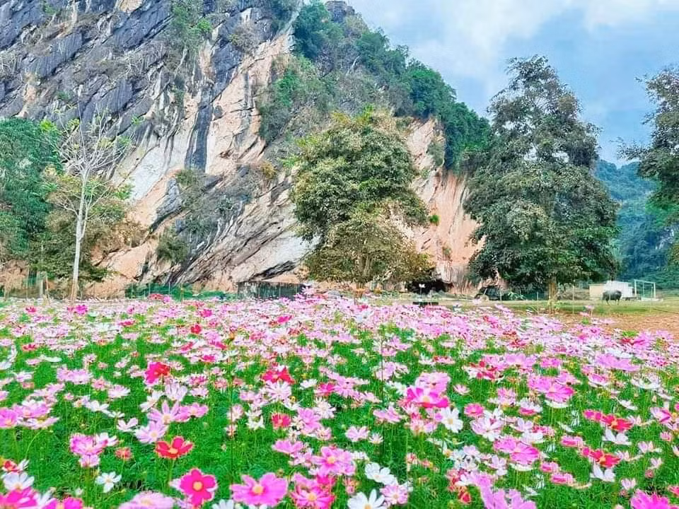 Để phục vụ tốt nhất cho du khách thập phương về tham quan, trải nghiệm cũng như cảm nhận sắc trời mùa Xuân nơi núi rừng Quỳ Châu, nhân dân, chính quyền nơi đây luôn chú tâm tạo cảnh quan, trồng cây, hoa và chuẩn bị kỹ lưỡng cho một mùa lễ hội cận kề.