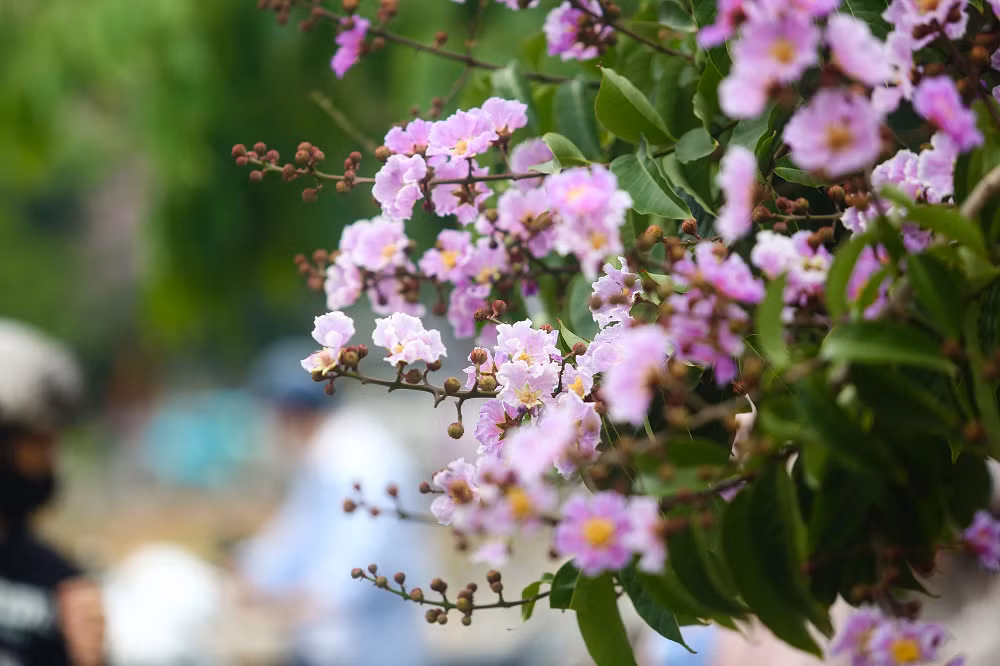 Những cây bằng lăng bung nở, phủ màu tím đặc trưng khắp các phố phường.