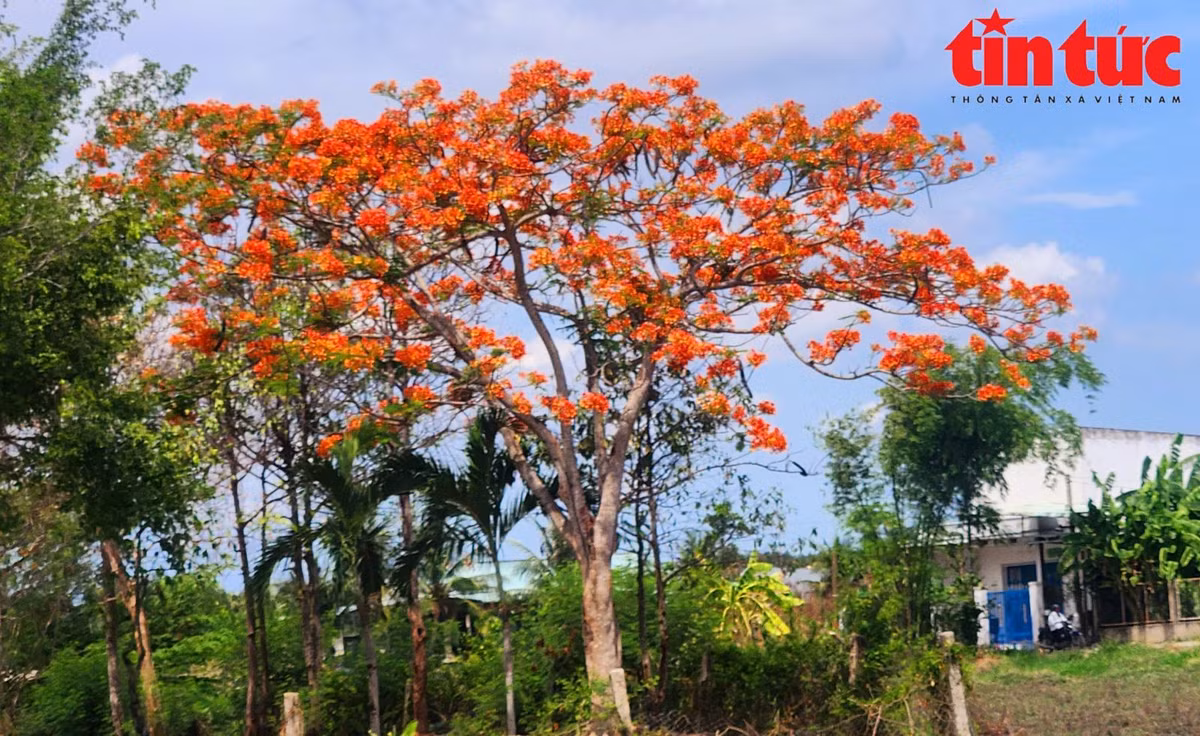 Anh Nguyễn Văn Khánh, xã Tân Lân (huyện Cần Đước) chia sẻ: "Cứ vào dịp tháng 5, tháng 6 hàng năm là thời điểm con đường trở nên rực rỡ nhất, bởi hoa bung nở đỏ rực. Đây có lẽ là con đường hoa phượng đẹp và dài nhất mà tôi tường thấy”.