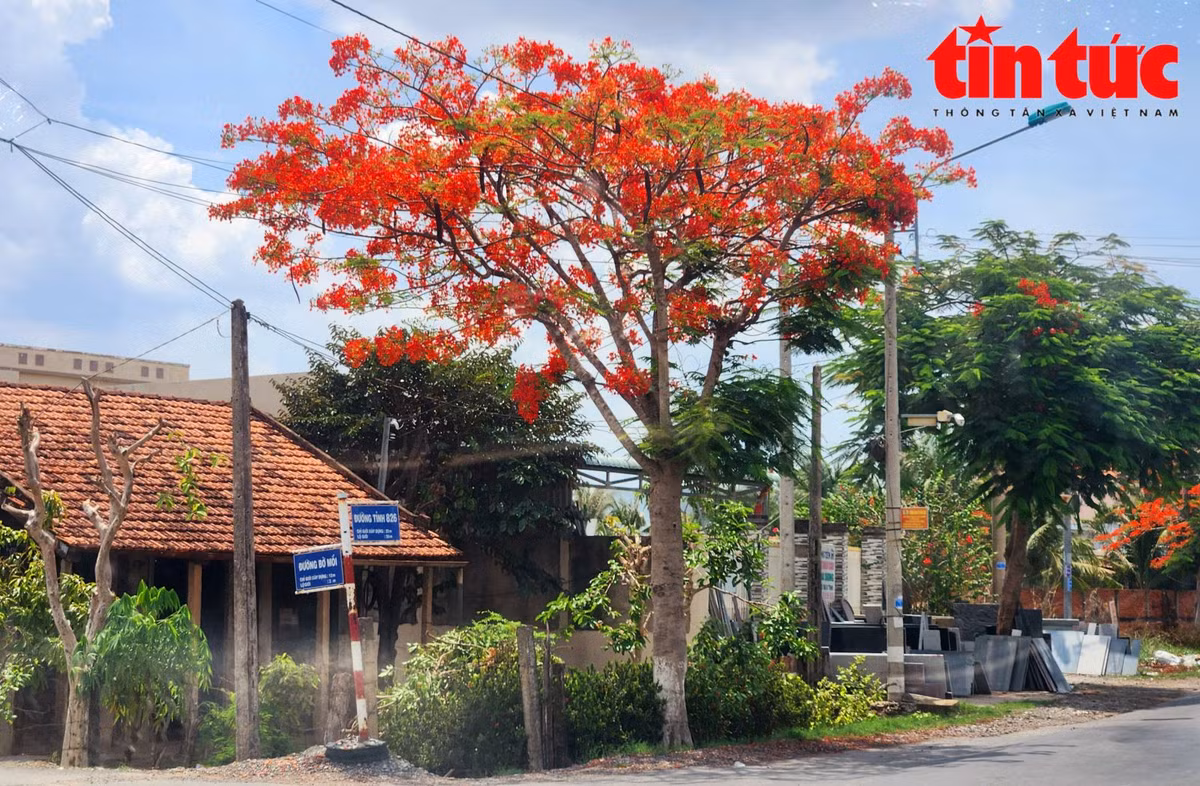 Những cây phượng trổ hoa trên đường tỉnh 826 đoạn giao với đường Bờ Mồi.