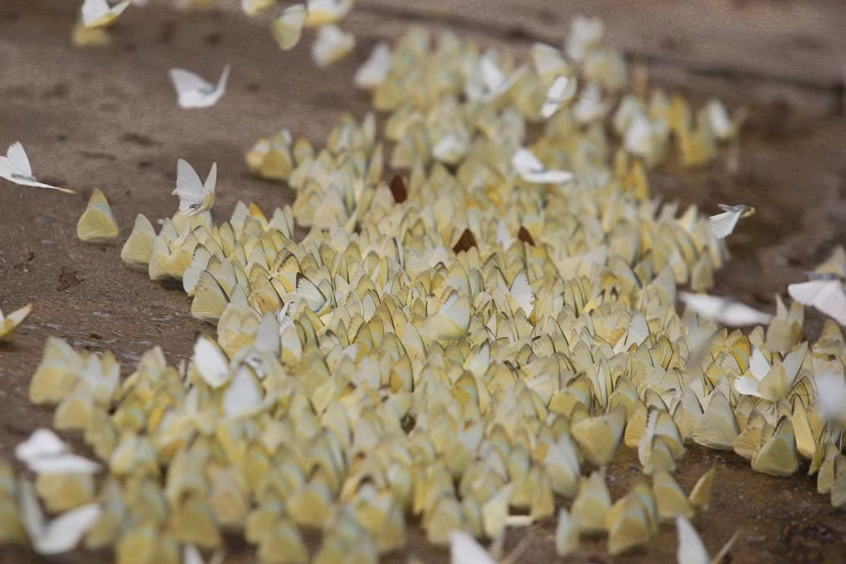 Tuy nhiên, thời điểm mà nhiều người mong chờ nhất đó chính là mùa bướm ở rừng Cúc Phương. Khi những cơn mưa đầu hè tưới tắm cho cây cối trong vườn quốc gia Cúc Phương, tiết trời mát mẻ có chút ẩm ướt cũng là lúc mùa bướm sinh sôi trong rừng nguyên sơ. Khách du lịch đổ về Cúc Phương mùa này không khỏi ngỡ ngàng trước cảnh hàng trăm cánh bướm tụ trên mặt đất, bỗng tung cánh bay lên khi có người tới gần. Ảnh: ST.