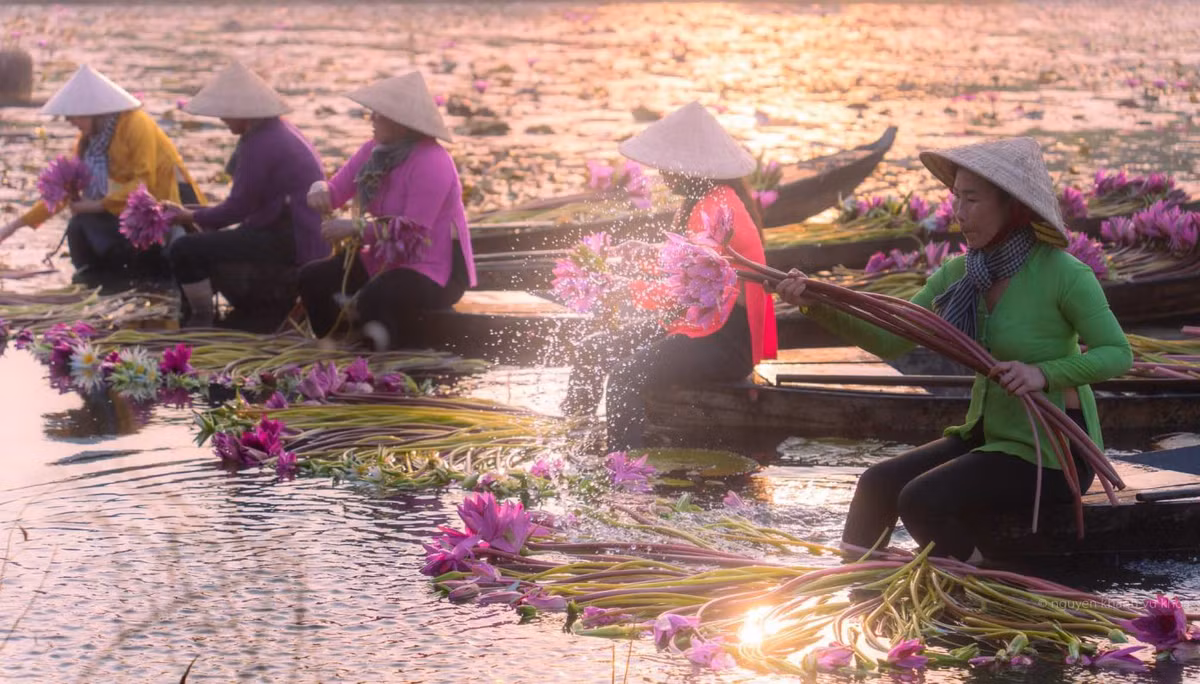 Nổi bật trên cánh đồng ngập nước là những bông súng rực rỡ và sắc màu áo bà ba của phụ nữ miền Tây. Ảnh: Nguyễn Khánh Vũ Khoa