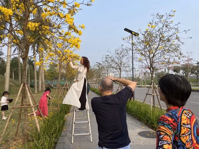 Vào những ngày cuối tuần, nhiều người dân (chủ yếu là phụ nữ) ở Hà Nội kéo về khu đô thị Park City Hà Đông tạo dáng, chụp ảnh cùng hoa phong linh để đăng tải mạng xã hội.
