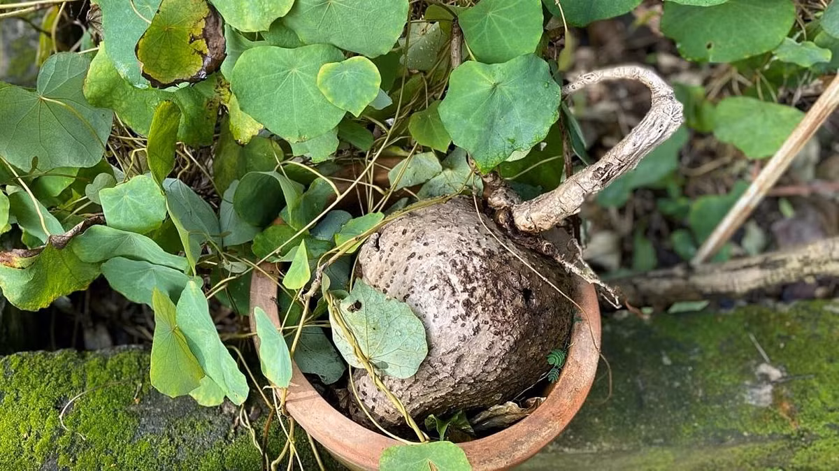 Dù củ bình vôi có hình thù đặc biệt, có thể không thu hút được ánh nhìn của mọi người, nhưng từ góc độ phong thủy, nó lại chứa đựng nhiều ý nghĩa tốt lành cho người trồng. Nó biểu tượng cho sự kiên cường và may mắn về mặt tài chính; cây càng xanh tốt thì cho thấy vận may của chủ nhân càng phong phú.