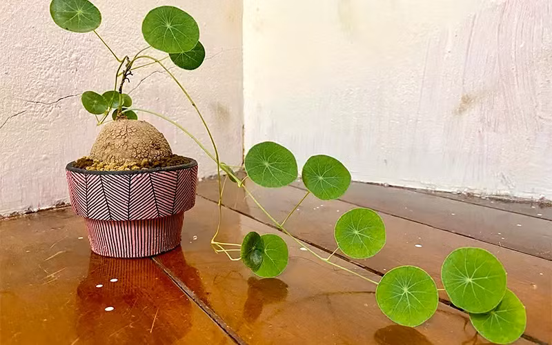 Hơn nữa, củ bình vôi còn được cho là có khả năng đẩy lùi những yếu tố tiêu cực và mang lại sự bình an cho không gian sống, do đó những người có điều kiện thường ưa chuộng việc đặt một chậu cây này trong ngôi nhà của họ. 