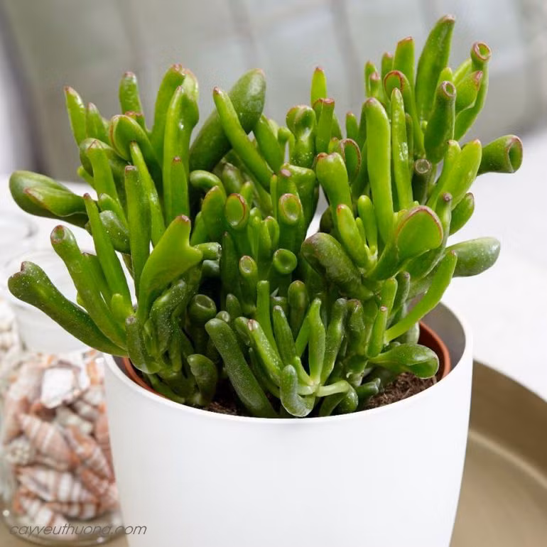 Sen đá ống điếu là loại cây cảnh dễ sống, không yêu cầu chăm sóc cầu kỳ như tưới nước hay thay đất liên tục. Chỉ cần đảm bảo đặt chúng ở nơi có đủ ánh sáng là chúng có thể phát triển tốt.