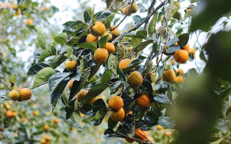 Cây hồng: Không phải tự nhiên mà người ta thích trồng một cây hồng trong vườn nhà. Sở dĩ như vậy là vì cây hồng thường khá cao lớn, tán rộng nên có thể toả ra bóng mát. Ngoài ra, khi cuối thu đầu đông, những trái hồng sai trĩu trịt với màu cam đẹp mắt cũng tạo ra khung cảnh vô cùng lãng mạn cho khu vườn gia đình bạn. 