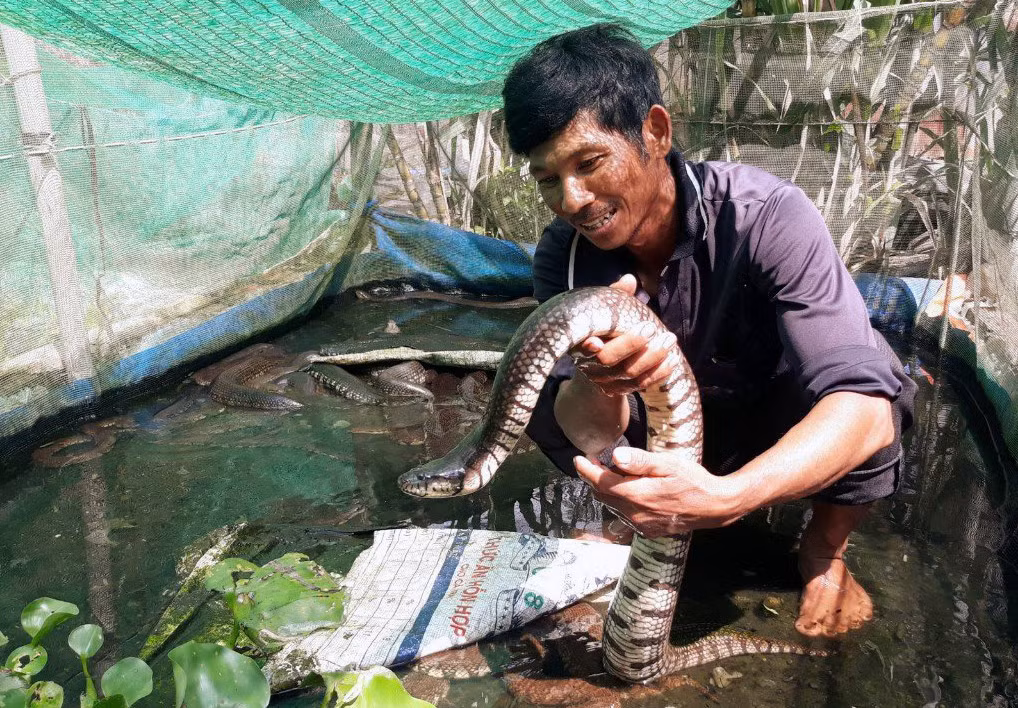 Nuôi "đặc sản" đồng ruộng, anh nông dân miền Tây thu bộn tiền - Hình 2 Nuoi