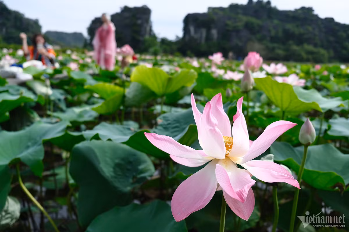 Sen được trồng ở đây là loài sen Nhật có màu hồng phớt, nở rộ từ khoảng tháng 5 đến tháng 8 hàng năm.