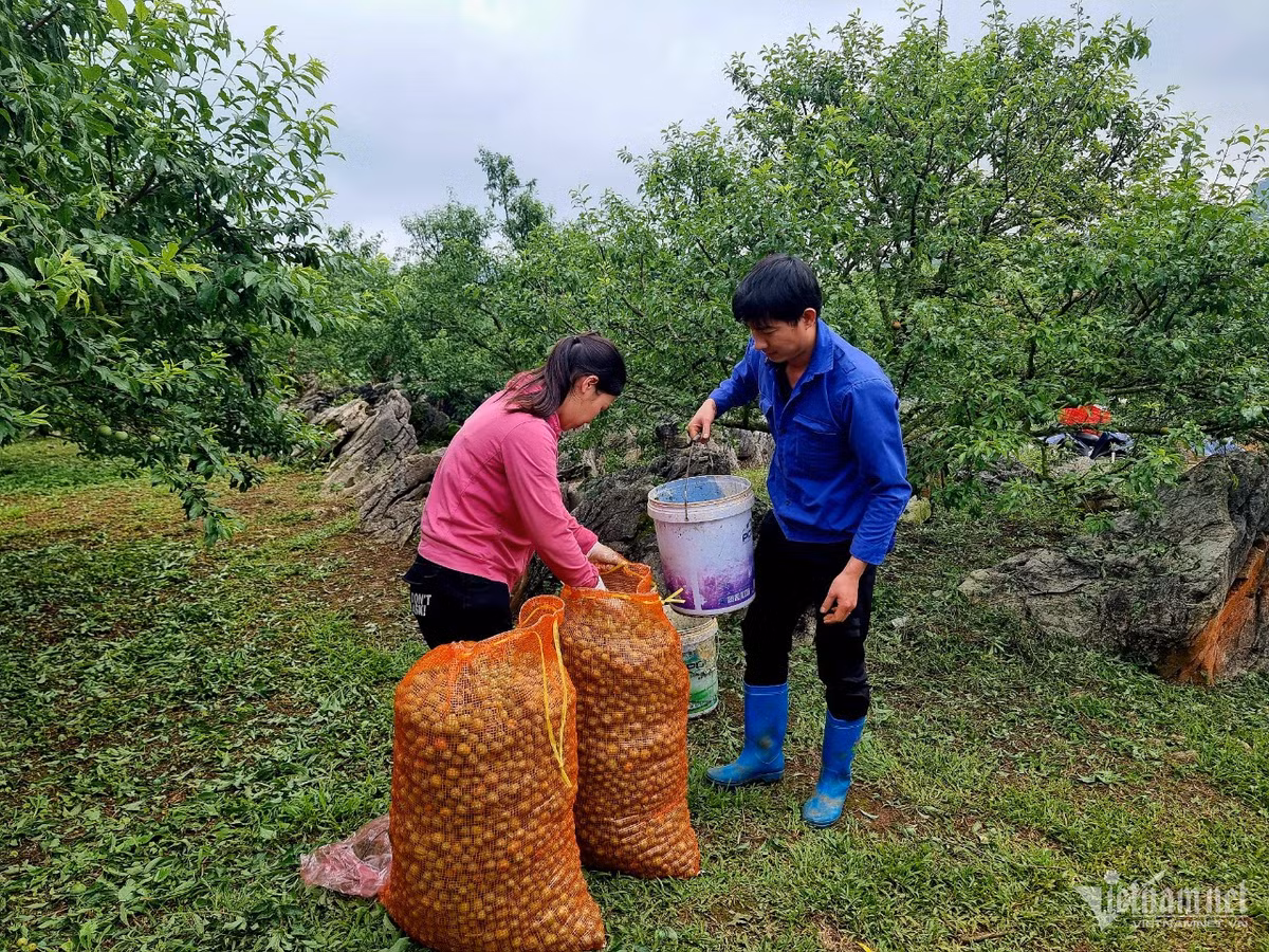 Nông dân khóc ròng vì mận rụng sau mưa đá, giá sụt 60 lần Nong dan khoc rong vi man rung sau mua da, gia sut 60 lan